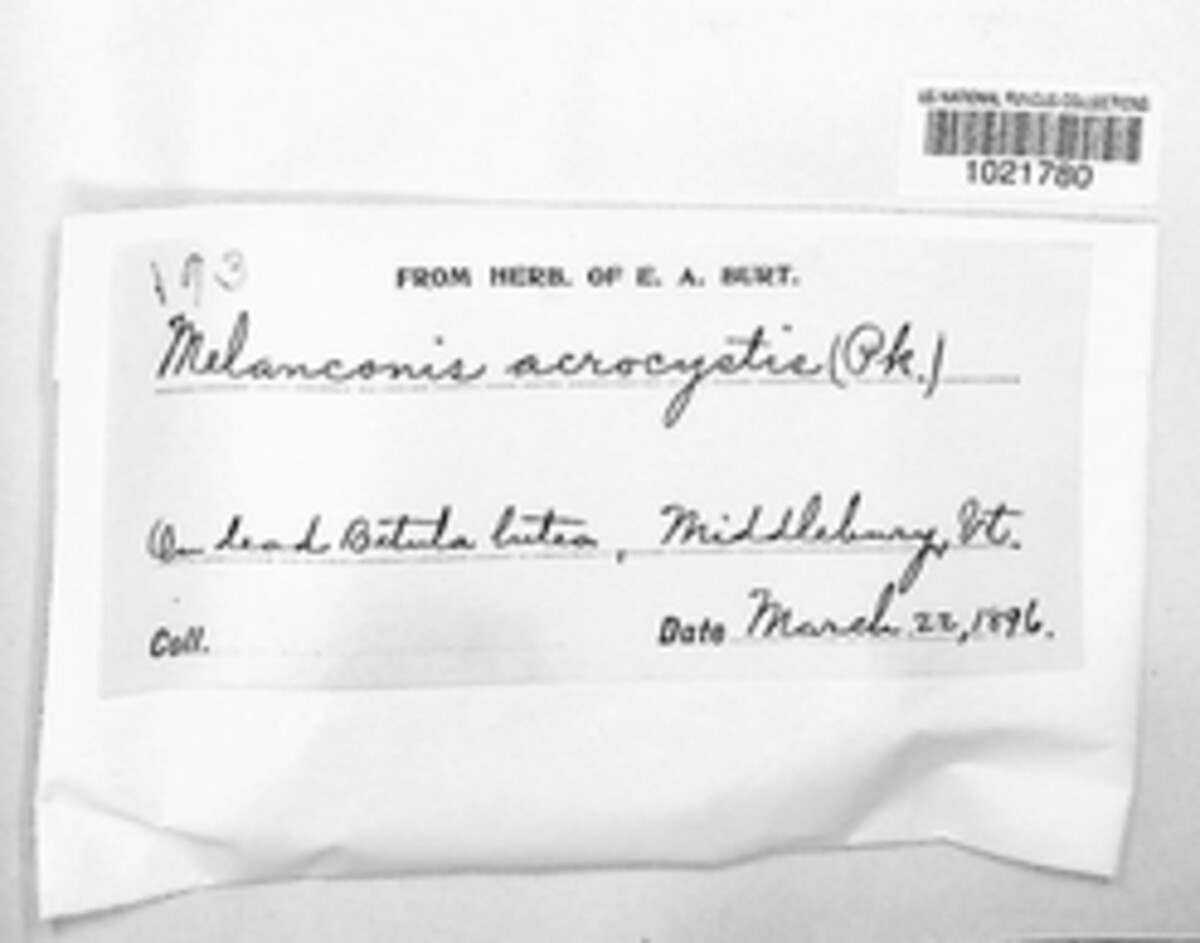 Prosthecium acrocystis image